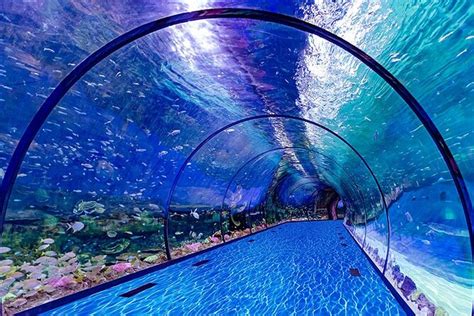 The National Aquarium Abu Dhabi – Lets Travel