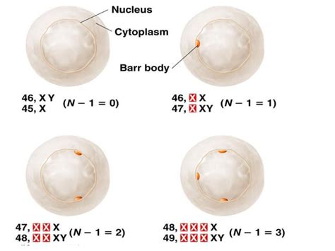 Sex Determination And Sex Chromosomes Ppt