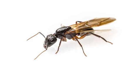 Flying Ants Complete Guide To Prevent And Get Rid Of Them