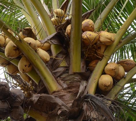 Inilah 5 Flora Jadi Maskot Di Daerah Istimewa Yogyakarta