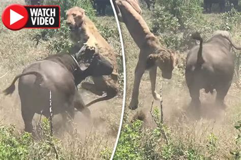 Lion Attacked By Buffalo And Thrown Into Air At Kruger National Park Daily Star