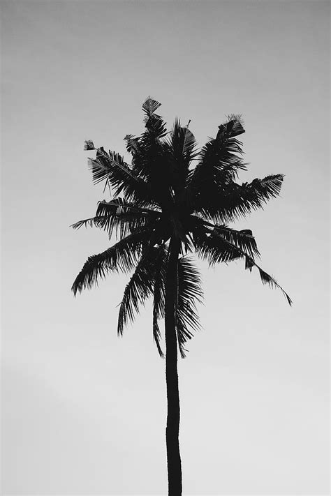 Coconut Tree Under Gray Sky Hd Phone Wallpaper Peakpx