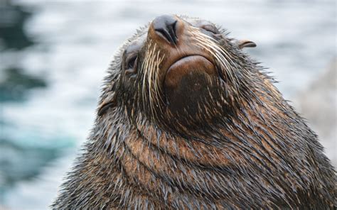 Otter duvar kağıdına Çalışma masası