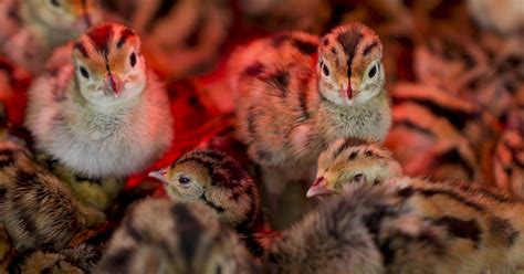 Comprehensive Guide To Incubating Pheasant Eggs - The Garden Magazine