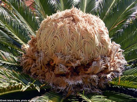 Цикас Семена Фото - Mixyfotos.ru