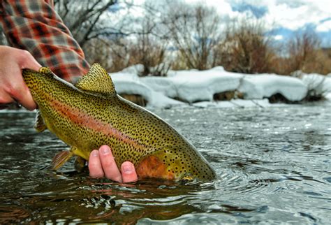 5 Tips To Catch Stubborn Winter Trout Pat Dorsey Fly Fishing