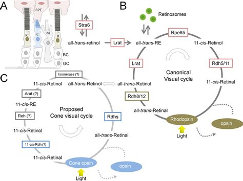 Retinoid Metabolism In Mammalian Eyes A Simplified Schematic Overview