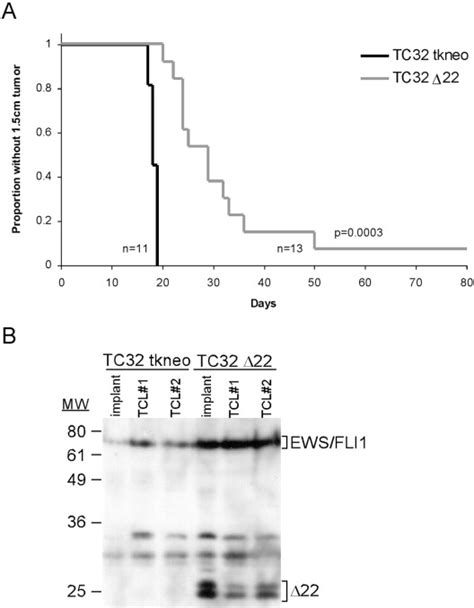 Dna Binding Domain Independent Pathways Are Involved In Ewsfli1