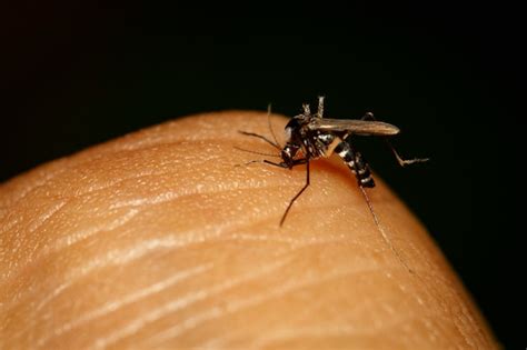 Imagem De Um Mosquito Dom Stico Comum Sugando Sangue Na Pele Humana