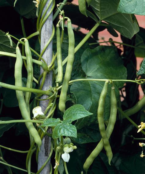 How To Grow French Beans Our Complete Growing Guide Gardeningetc