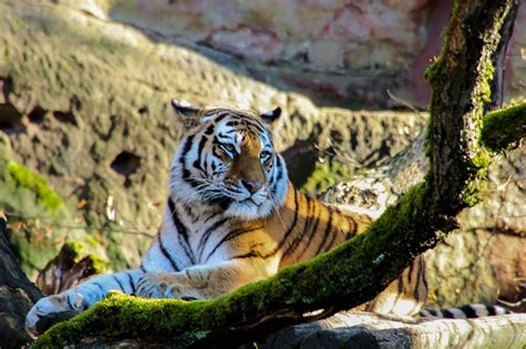 Tiger Große Katze Tier Kostenloses Foto auf Pixabay Pixabay