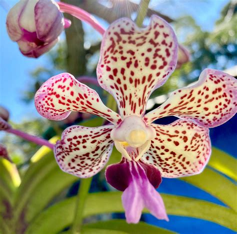 Baby Orchid Photo