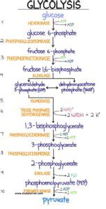 Glycolysis Flow Chart Introduction Pathway Diagram & Summary - StudyPK