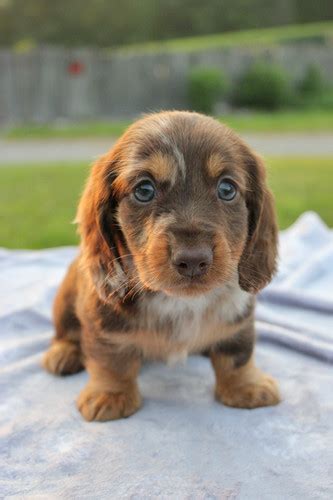 Denise | Hidden Acres Puppies 712