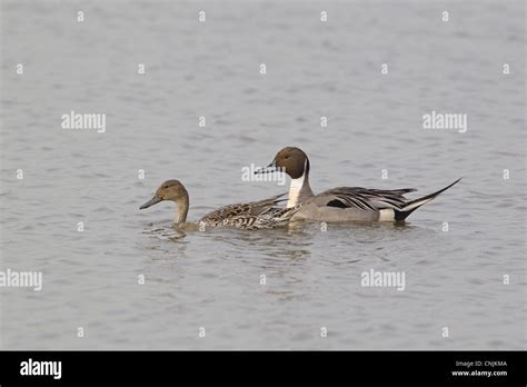 Northern Pintail Anas Acuta Adult Pair Swimming Minsmere RSPB