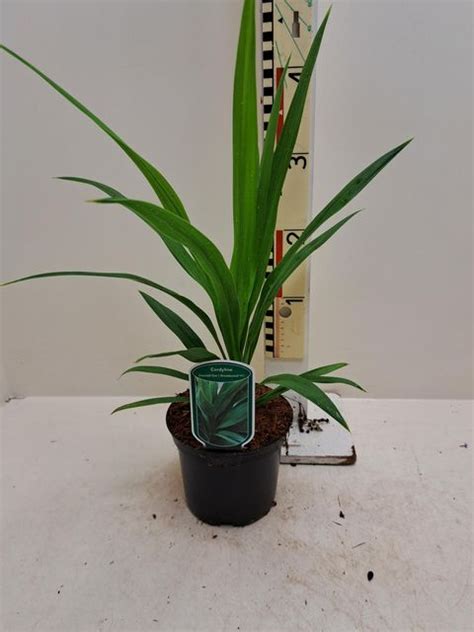 Cordyline Australis EMERALD STAR Plant Wholesale FlorAccess