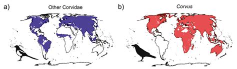 Brains And Brawn Helped Crows And Ravens Take Over World Mirage News