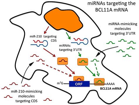 IJMS Free Full Text BCL11A MRNA Targeting By MiR 210 A Possible