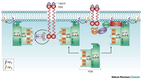 The Phosphatidylinositol 3 Kinaseakt Pathway In Human Cancer Nature