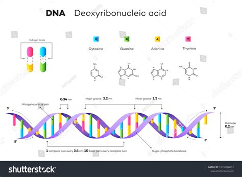 Molecular Structure Of DNA. Infographic Educational Vector Illustration ...