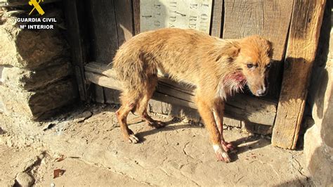 La Guardia Civil Investiga A Una Mujer Tras La Muerte De Cinco Perros