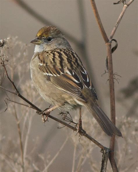 White Crowned And Golden Crowned Sparrow Santa Clara Valley Bird Alliance