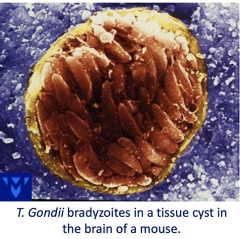 Pa09 Protozoa With Indirect Life Cycles Flashcards Quizlet