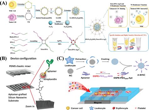 Aptamer Based Recognition And Capture Of CTCs In Body Fluids A The