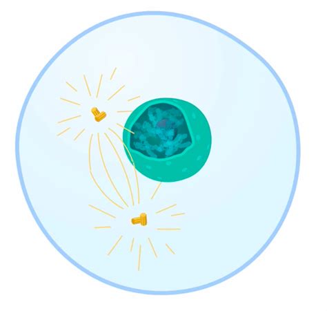 Prophase Diagram | Quizlet