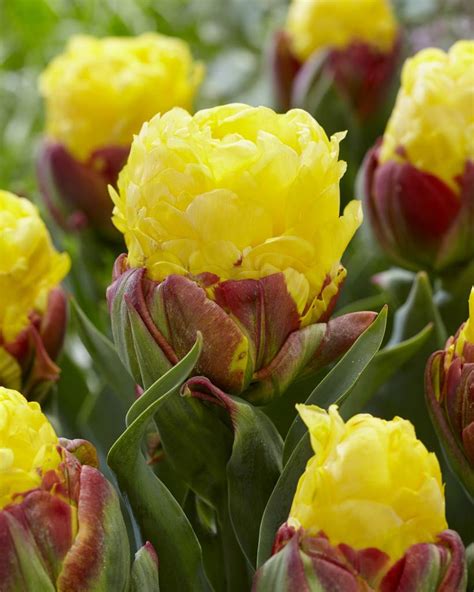 Tulpenzwiebeln Ice Cream Banana Neu Und Einzigartige Tulpe Tulip Store