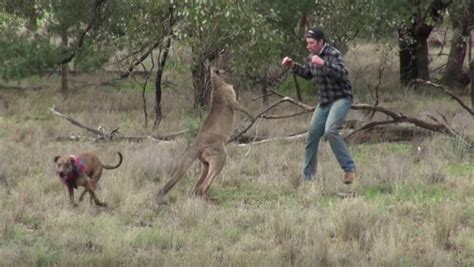 Australiano briga canguru para salvar cão Notibras