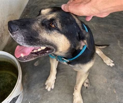 VÍDEO Homem esfaqueia cachorro e é indiciado por maus tratos no