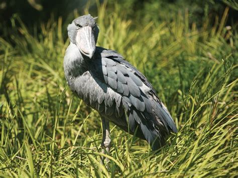 Shoebill Bird Britannica