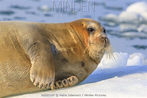Bearded Seal stock photo - Minden Pictures