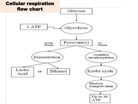 Cellular Respiration Flow Chart