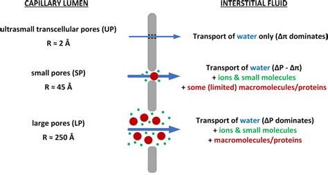 The Three Pore Model Of The Transcapillary Transport Of Water Small Download Scientific