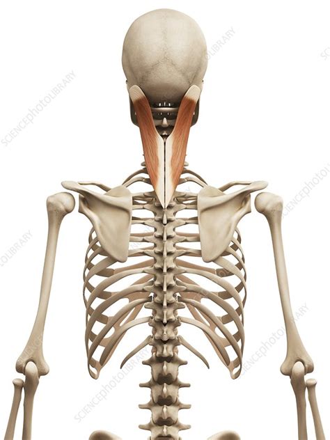 Human neck muscles, illustration - Stock Image - F012/7819 - Science ...