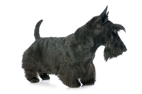 Scottish Terrier Dog Breed Information, Pictures, Characteristics ...