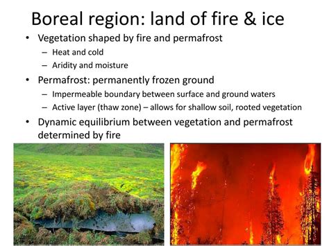 Ppt Fire Ecology And Fire Regimes In Boreal Ecosystems Powerpoint