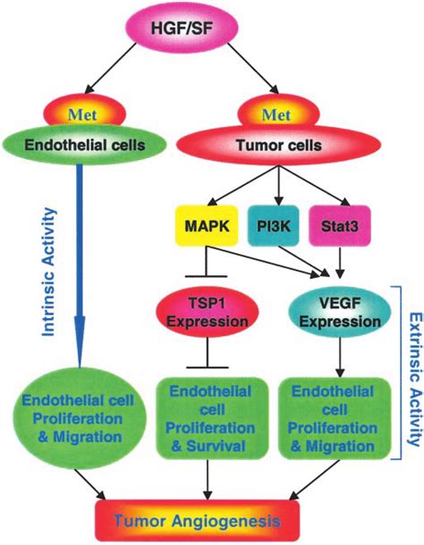 Schematic Representation Of Tumor Angiogenesis Induced By HGF SF Met