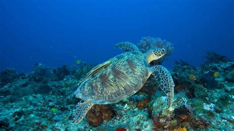 Tortue Marine Milieu De Vie Et Particularit De La Tortue Marine