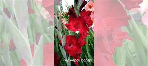 Гладиолусы купить в Санкт-Петербурге | Товары для дома и дачи | Авито