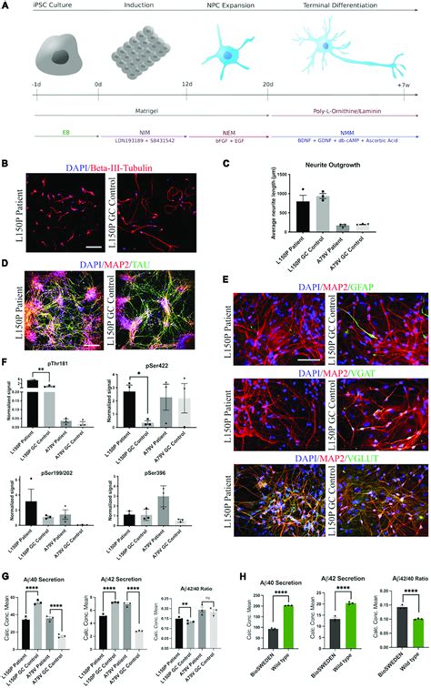 Generation And Characterization Of HiPSC Derived Neurons A Schematic