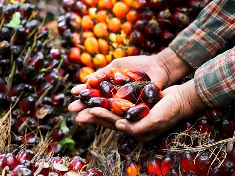 Palm Oil | ALDI SOUTH Group