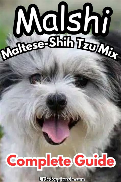 Maltese Dogs Shih Tzu Artofit