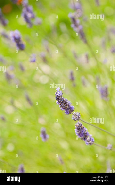 Lavandula Angustifolia Garden Uk Hi Res Stock Photography And Images