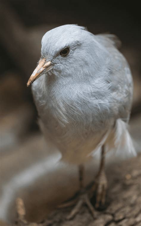 Kagu | Lincoln Park Zoo