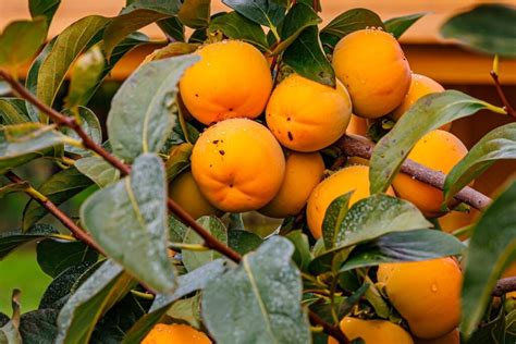 The Japanese Persimmon Tree Minneopa Orchards