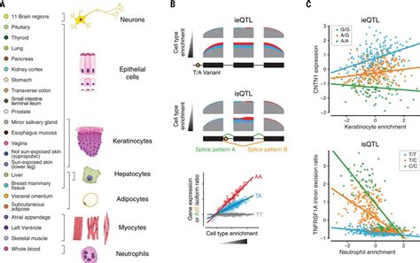 Cell Typespecific Genetic Regulation Of Gene Expression Across Human