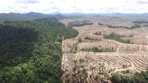 Betahita Mengenal Kelapa Sawit Penyebab Deforestasi Terbesar Saat Ini